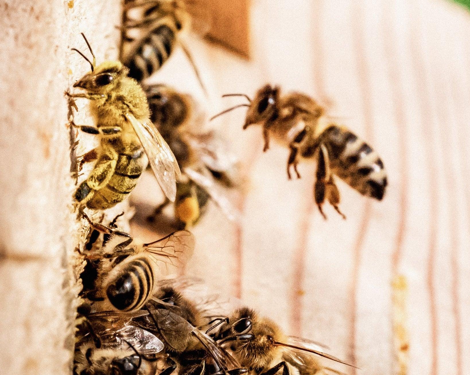 Důležitost ochrany včelích populací: Klíčová role včel v zachování biodiverzity - Davidova ekologická včelí farma