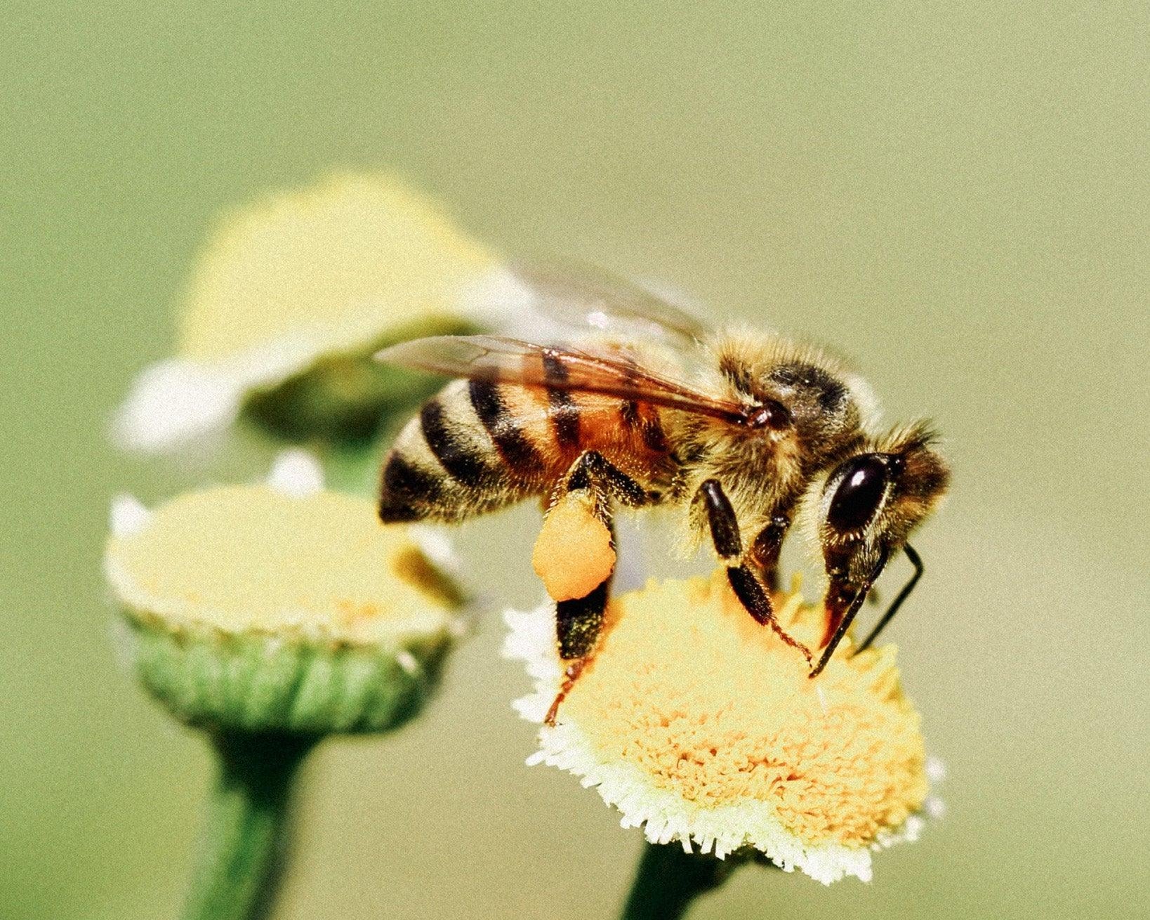 Ekologické včelařství: Zájem o včely a péče o přírodu - Davidova ekologická včelí farma