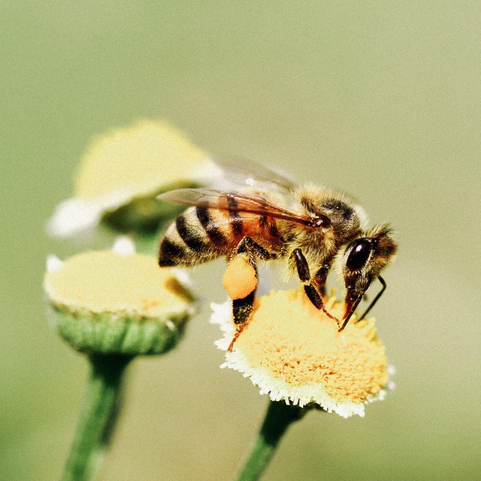 Ekologické včelařství: Zájem o včely a péče o přírodu - Davidova ekologická včelí farma