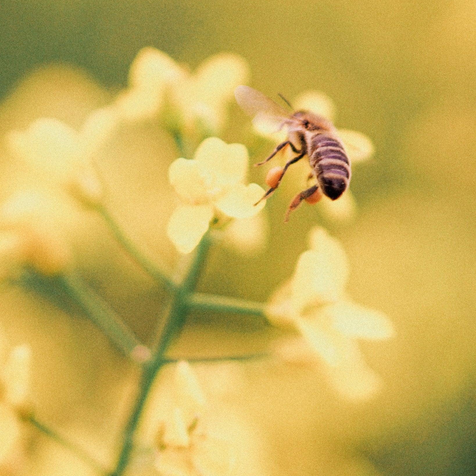 Medy pod lupou: Jak se liší raw med a klasický med? - Davidova ekologická včelí farma