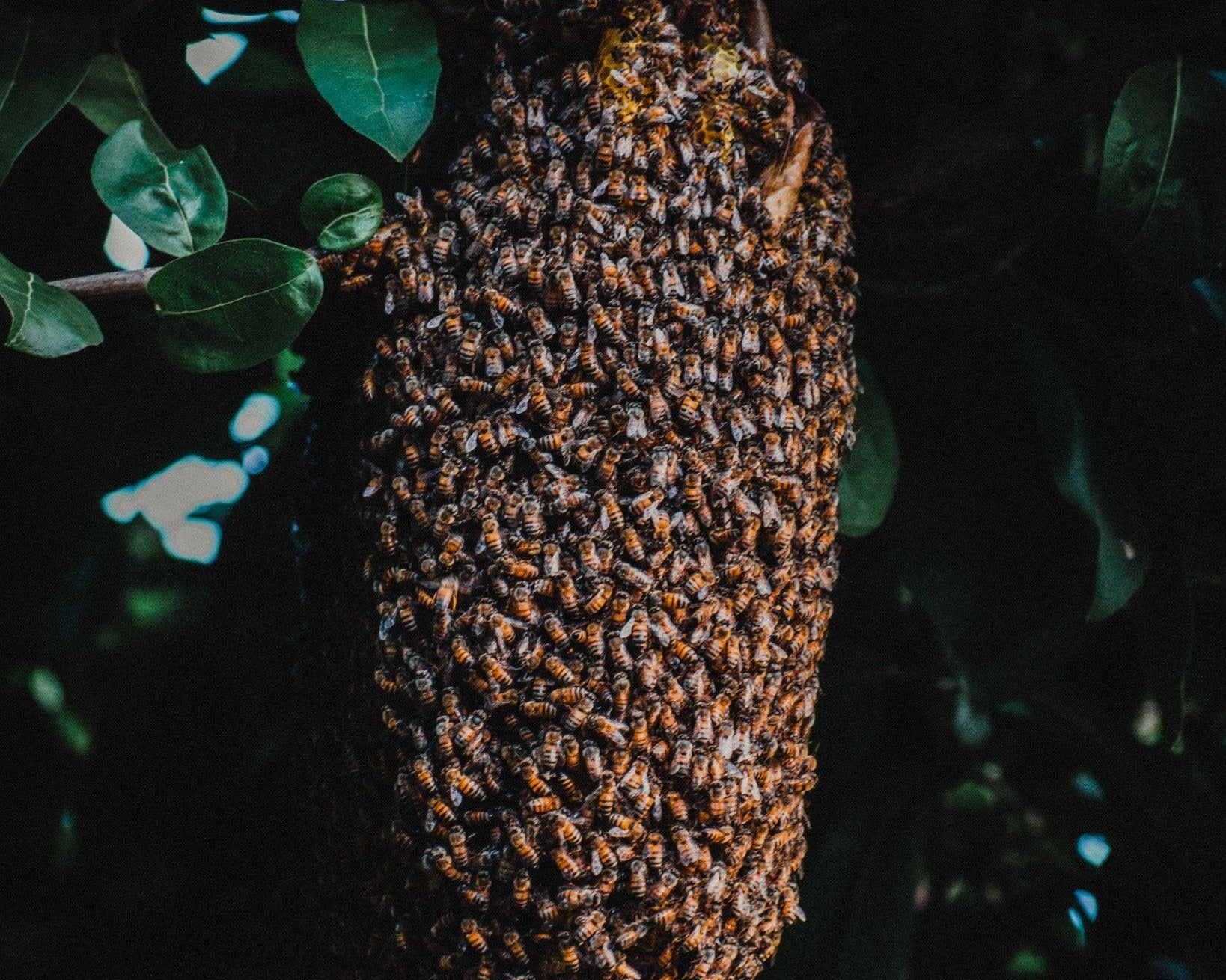 Rojení včel: Fascinující přirozený proces ve včelím světě - Davidova ekologická včelí farma