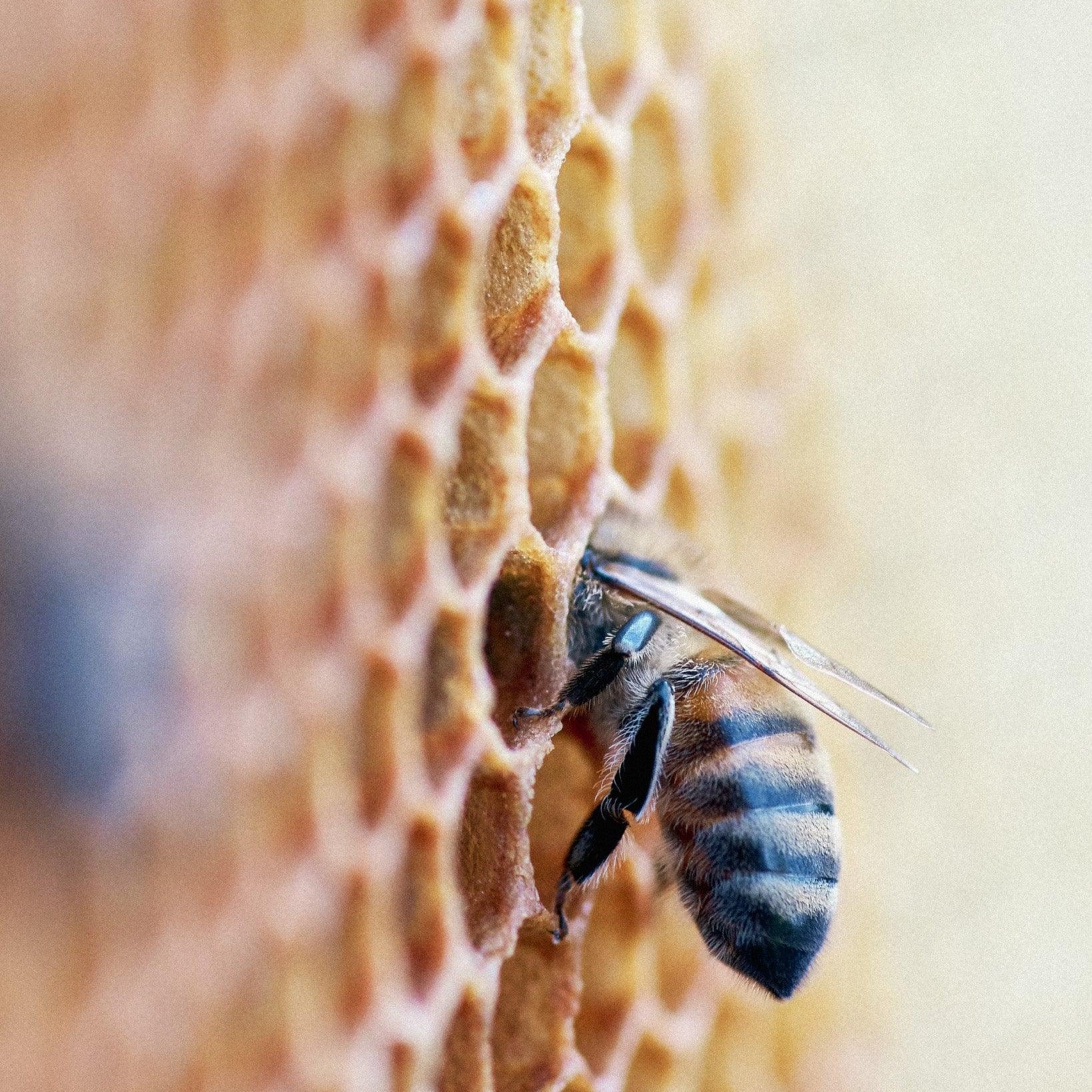 Včely a produkce medu: Různé druhy medu, regionální rozdíly, sběr a zpracování medu - Davidova ekologická včelí farma