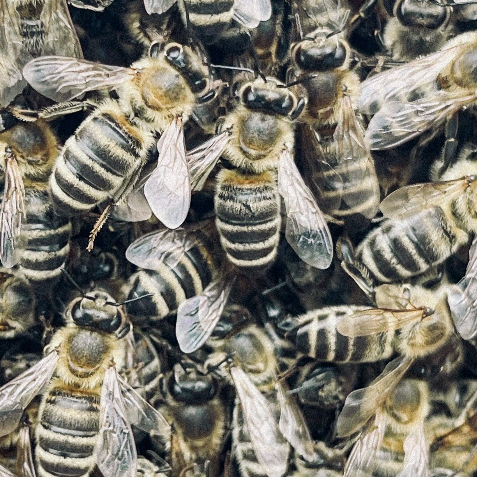 Včely a produkce medu: Včelí chování a komunikace - Davidova ekologická včelí farma