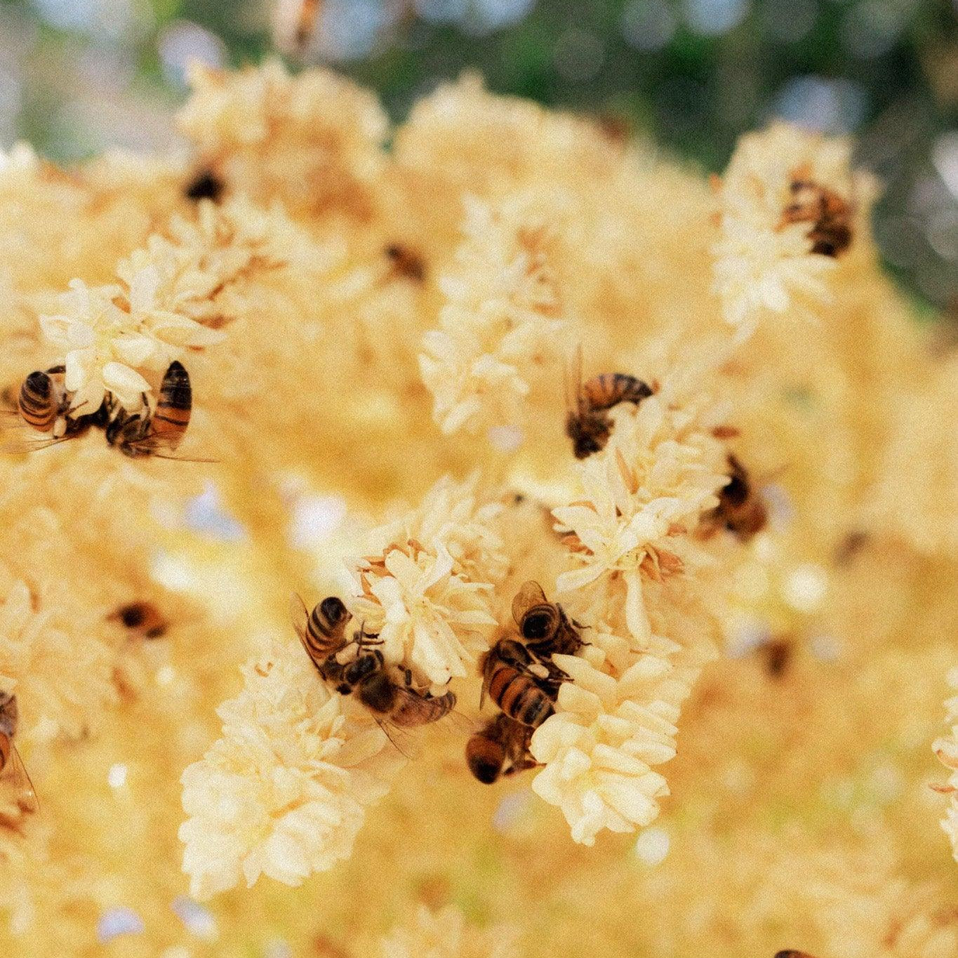 Včely a umění: Včely jako inspirace pro umělce, včelařské motivy v uměleckých dílech a kreativní projekty spojené s včelami - Davidova ekologická včelí farma