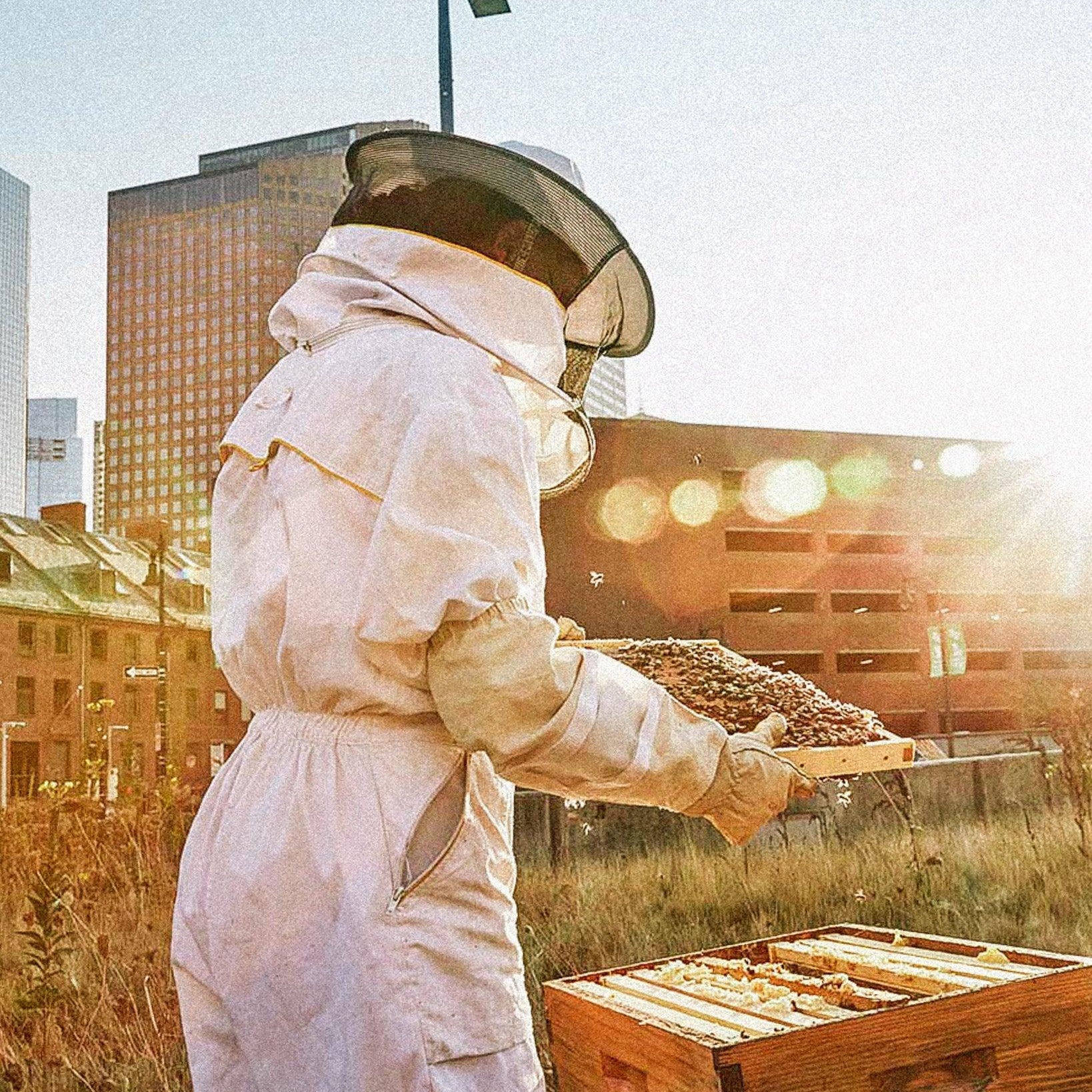 Včely ve městech: Včelaření a podpora včel v urbanizovaných oblastech - Davidova ekologická včelí farma