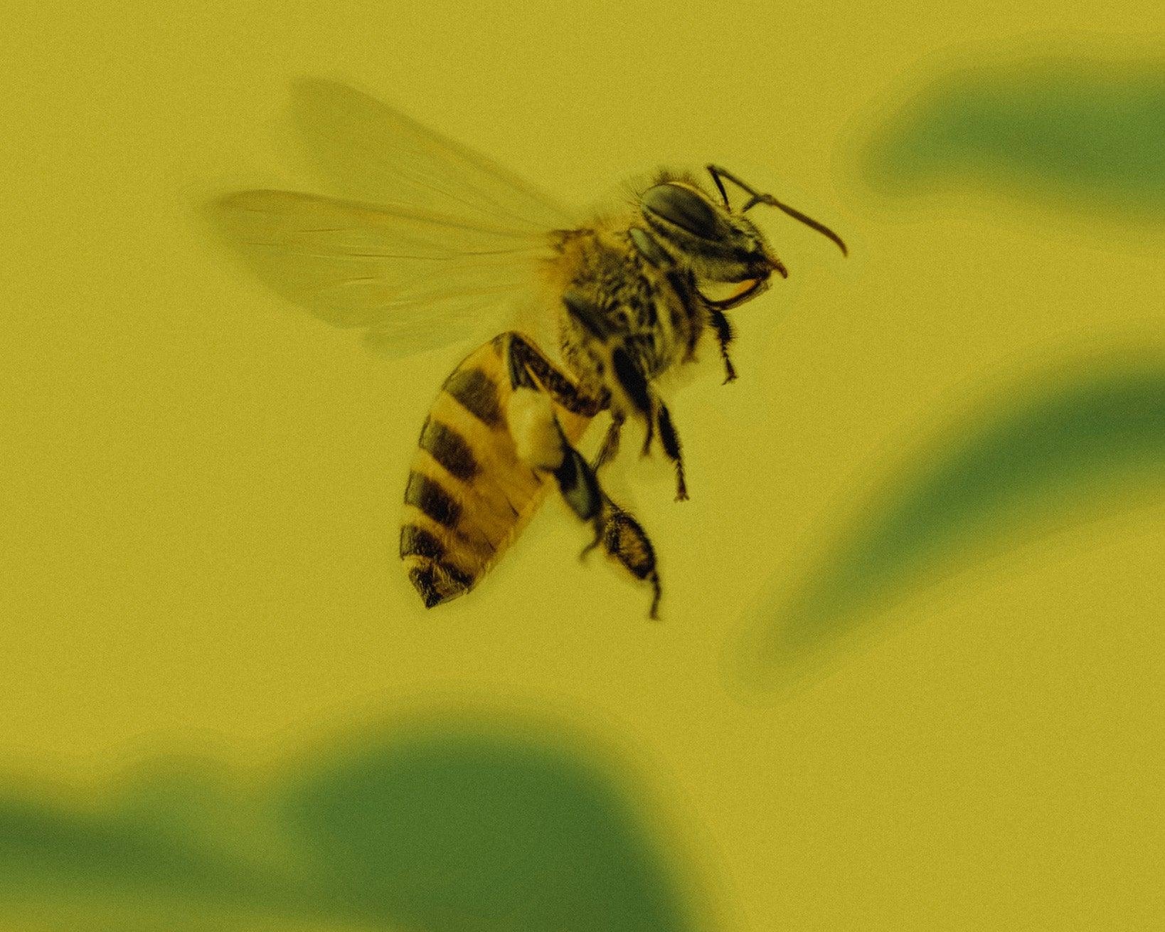 Výroba a využití včelích produktů: Přínosy a možnosti v Davidově ekologické včelí farmě - Davidova ekologická včelí farma