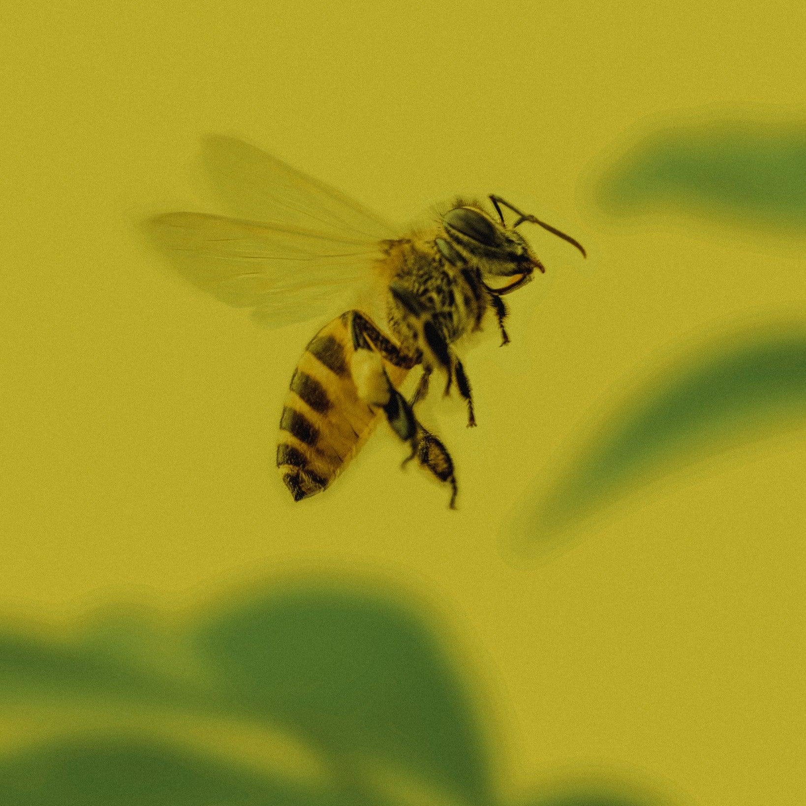 Výroba a využití včelích produktů: Přínosy a možnosti v Davidově ekologické včelí farmě - Davidova ekologická včelí farma