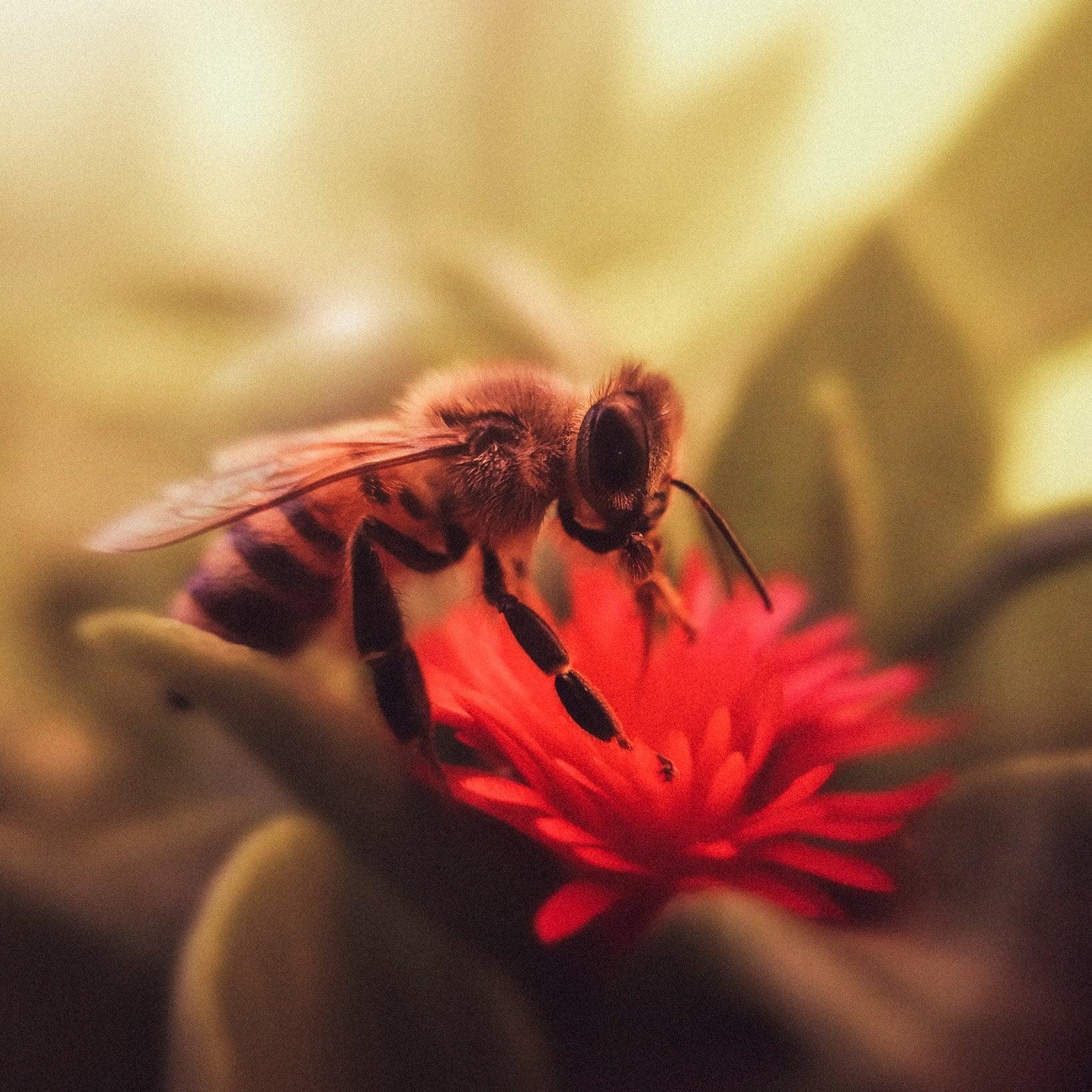 Význam opylování: Jak včely pomáhají udržovat ekosystém a zemědělství - Davidova ekologická včelí farma