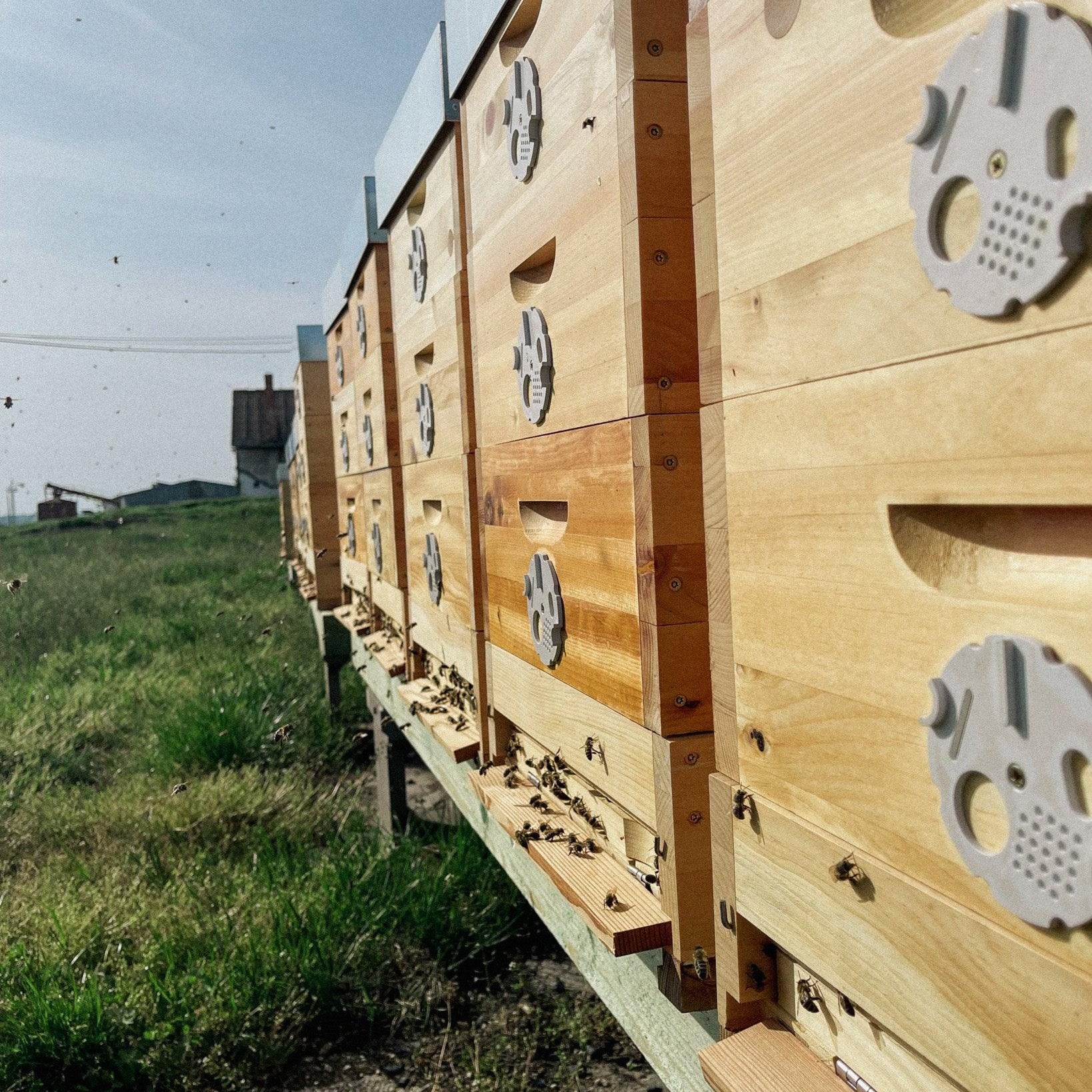 Ze života včel: Proč včely vymírají? 🐝 - Davidova ekologická včelí farma