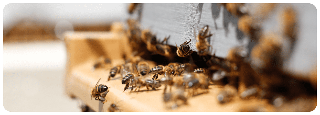 Davidova ekologická včelí farma včela