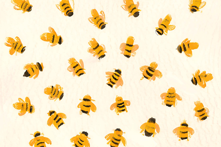 Davidova ekologická včelí farma včela